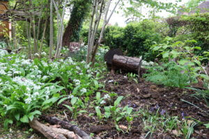 Wild garlic in a woodland garden Wild garlic in a woodland garden