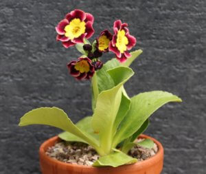 Auricula pink lady