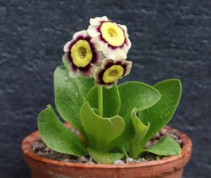 auricula sirius