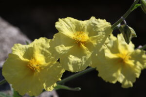 Helianthemum Wisley Primrose Helianthemum wisley primrose