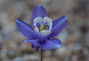 Aquilegia flabellata Aquilegia flabellata