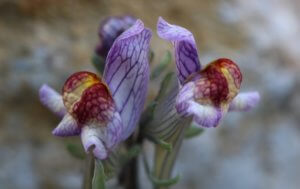 Linaria aeruginea 'Neon Lights'
