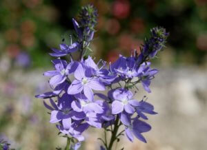 Veronica austriaca Ionian Skies Veronica austriaca Ionian Skies