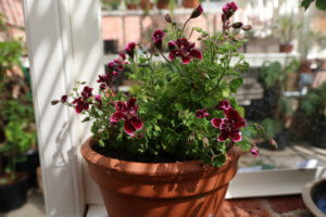 Pelargonium Double Dymond Pelargonium Double Dymond