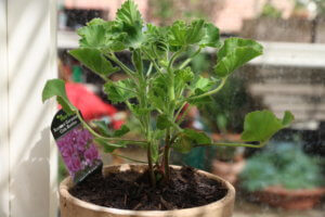 Pelargonium Cola Bottles Pelargonium Cola Bottles