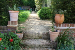 Rosemary in pots Rosemary in pots
