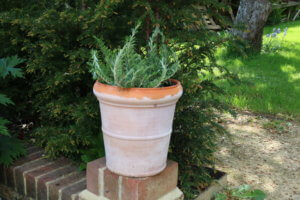 Rosemary in pots