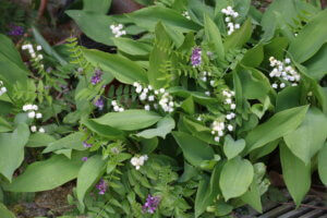 Lily of the Valley Lily of the Valley