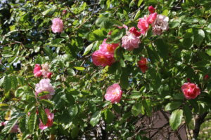 Pink Rose