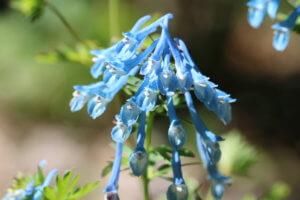Corydalis elata Corydalis elata