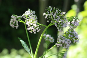 valeriana pyrenaica valeriana pyrenaica