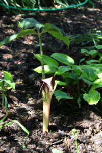 Arisaema speciosum