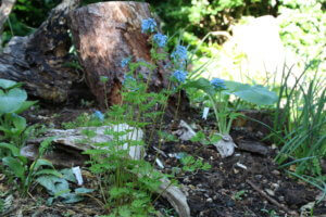 Corydalis elata