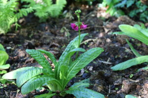 Primula wilsonii var wilsonii Primula wilsonii var wilsonii
