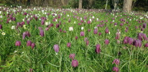Snakeshead fritillaries in a meadow Snakeshead fritillary meadow