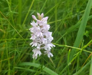 Common spotted orchid Common spotted orchid
