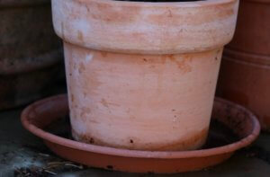 Dish under a pot