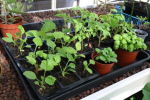 Seed grown plants in a tray to conserve moisture