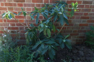 Shrub needing water