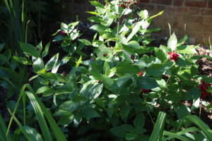 Calycanthus