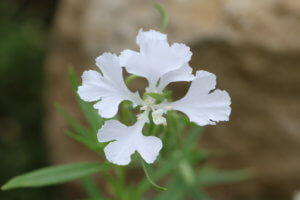 Clarkia pulchella 'Snowflake' Clarkia pulchella 'Snowflake'