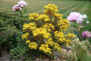 Aeonium spathulatum Aeonium spathulatum