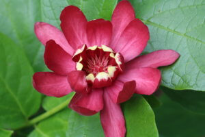 Calycanthus 'Aphrodite' Calycanthus 'Aphrodite'