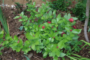 Calycanthus 'Aphrodite'