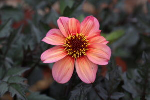 Dahlia Bishop of Oxford Dahlia Bishop of Oxford