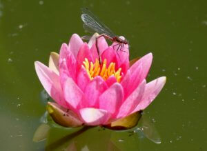 Water lily Nymphaea marliacea flammea Water lily Nymphaea marliacea flammea