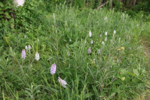 Common spotted orchid Common spotted orchid