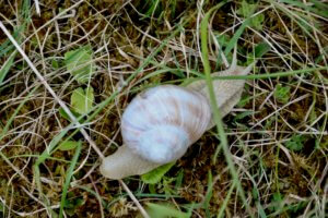 Roman snail Roman snail
