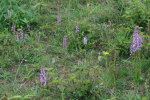 Chalk fragrant orchid Chalk fragrant orchid