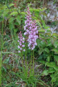 Chalk fragrant orchid