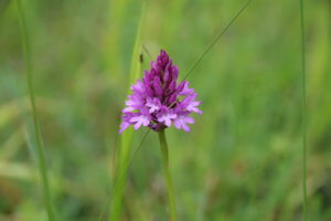 Pyramidal orchid in a wildflower meadow