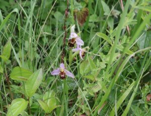 Bee Orchid Bee Orchid