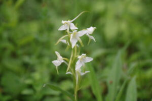 Greater Butterfly Orchid Greater Butterfly Orchid