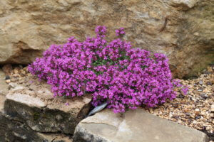 Thymus praecox 'Red Carpet'
