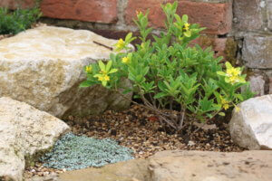 Daphne gemmata 'Royal Crown' Daphne gemmata 'Royal Crown'
