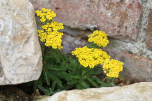 Achillea 'King Edward'