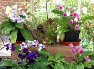 Streptocarpus in greenhouse