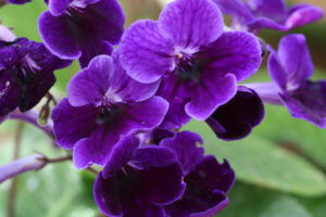 Streptocarpus in greenhouse