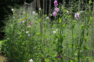 Sweet Peas on string cordon Sweet Peas on string cordon