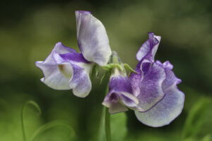 Sweet Pea Night Sky