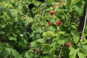 Raspberry canes in fruit cage Raspberry canes in fruit cage