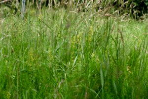 Lady's Bedstraw wildflower in meadow Lady's Bedstraw wildflower in meadow