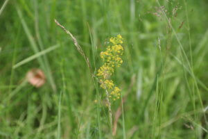 Lady's Bedstraw wildflower in meadow