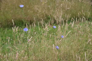 Chicory wildflower in meadow
