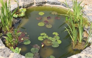 Garden pond