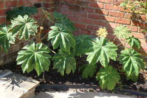 Tetrapanax papyrifer rex
